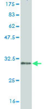 Monoclonal Anti-CLDN2 antibody produced in