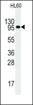Anti-IL3R (C-term V759) antibody produced