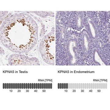 Anti-KPNA5 antibody produced in rabbit