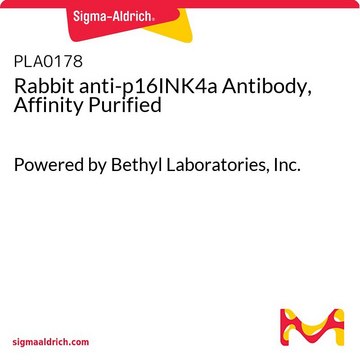 Rabbit anti-p16INK4a Antibody, Affinity Purified
