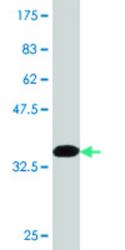 Monoclonal Anti-NLGN1 antibody produced in