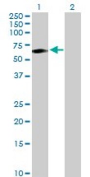 Anti-TCN1 antibody produced in rabbit