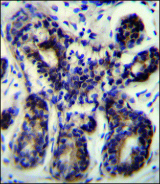 ANTI-NBPF8 (N-TERM) antibody produced in