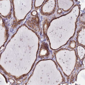 Anti-OR52I2 antibody produced in rabbit
