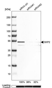 Anti-SKP2 antibody produced in rabbit