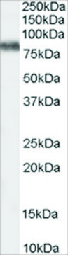 Anti-KCNC3 antibody produced in goat