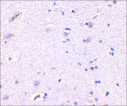 Anti-Syntaphilin (ab1) antibody produced in