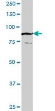 Anti-FLJ20272 antibody produced in mouse