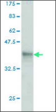 Monoclonal Anti-PVRL4 antibody produced in