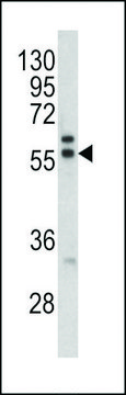 ANTI-MAPE(C-TERMINAL) antibody produced in rabbit