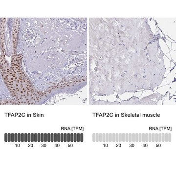 Anti-TFAP2C antibody produced in rabbit