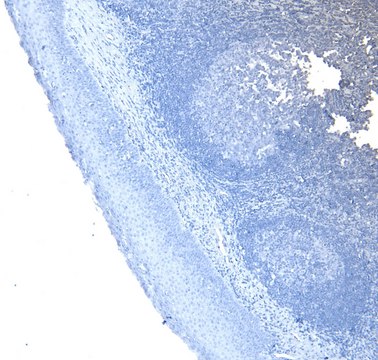 Anti-ARL2 antibody produced in goat