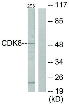 Anti-CDK8 antibody produced in rabbit