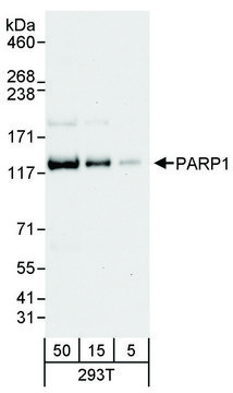 Rabbit anti-PARP1 Antibody, Affinity Purified