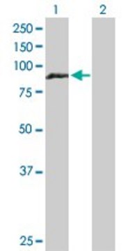 Anti-HOOK1 antibody produced in rabbit