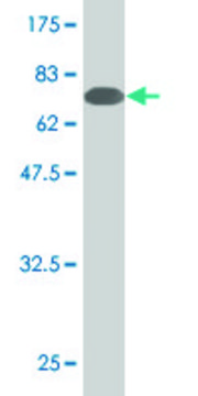Monoclonal Anti-SESN2 antibody produced in