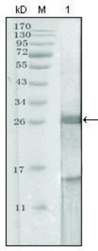 Monoclonal Anti-KLK3 antibody produced in