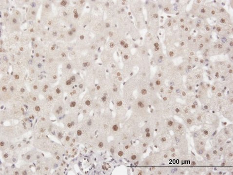 Monoclonal Anti-ELAVL1 antibody produced in