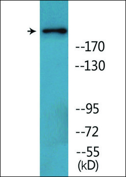 Anti-phospho-BRCA1 (pSer¹???) antibody produced in