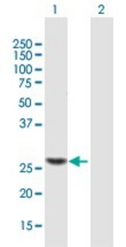 ANTI-TRMU antibody produced in mouse