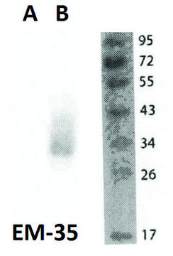 Monoclonal Anti-FOLR2 antibody produced in
