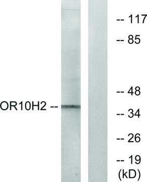 Anti-OR10H2 antibody produced in rabbit