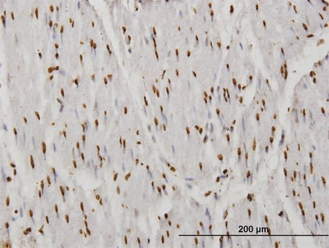ANTI-TAF11 antibody produced in mouse