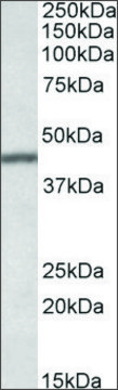 Anti-TFB2M antibody produced in goat