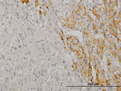 Monoclonal Anti-CREB5, (N-terminal) antibody produced