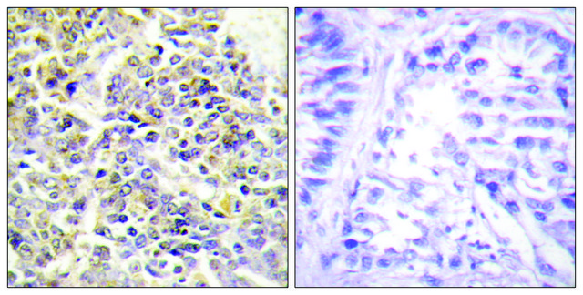 Anti-ASC antibody produced in rabbit