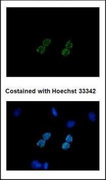 Monoclonal Anti-6X His tag antibody