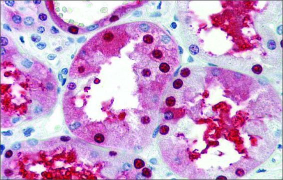 Anti-GATA3 antibody produced in rabbit