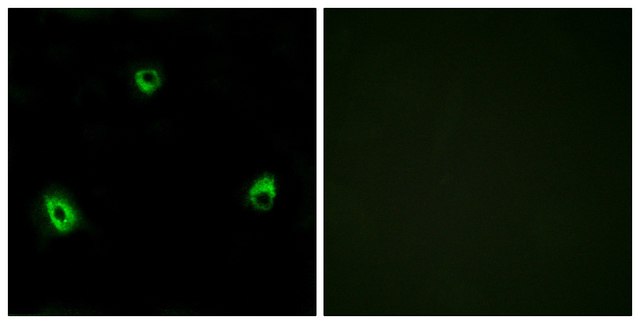 Anti-OR10A4 antibody produced in rabbit