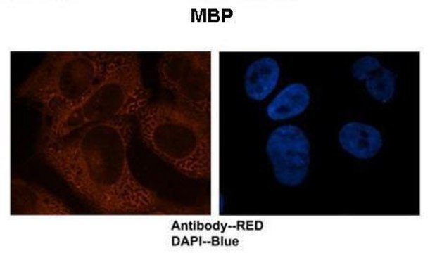 Anti-MBP antibody produced in rabbit