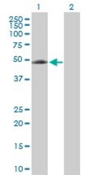 Anti-EIF5 antibody produced in rabbit