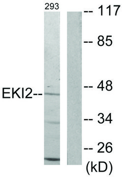 Anti-EKI2 antibody produced in rabbit