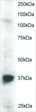 Anti-PINX1 antibody produced in goat