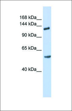 Anti-ROBO2 antibody produced in rabbit