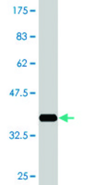 Monoclonal Anti-LRRC4C, (C-terminal) antibody produced