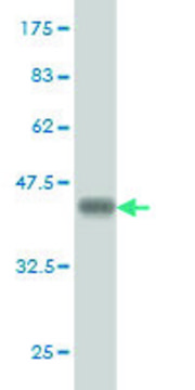 Monoclonal Anti-MYO3A antibody produced in