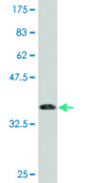 Monoclonal Anti-C9ORF103 antibody produced in