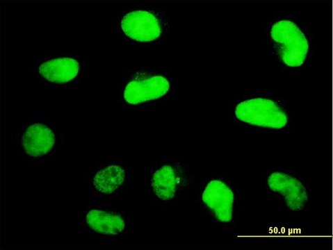 ANTI-ZNF207 antibody produced in mouse