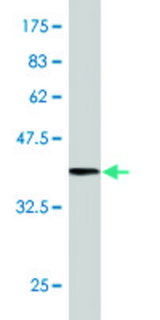 Monoclonal Anti-SYNJ2, (C-terminal) antibody produced