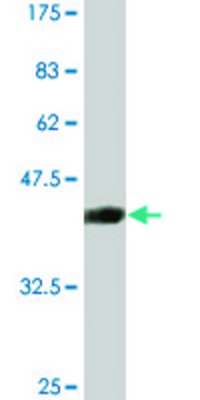 Monoclonal Anti-SLC3A1 antibody produced in