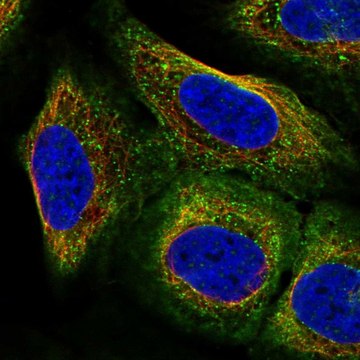 Anti-ARC antibody produced in rabbit