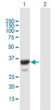 Anti-MPST antibody produced in mouse