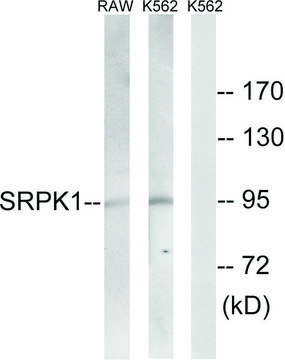 Anti-SRPK1 antibody produced in rabbit
