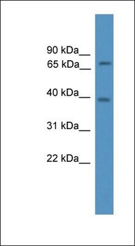 Anti-NCOA4 antibody produced in rabbit