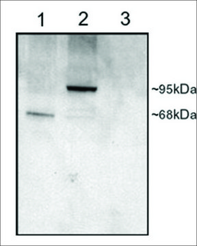 Anti-PDE4D antibody produced in goat