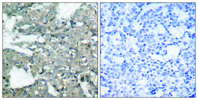Anti-MEK1 antibody produced in rabbit